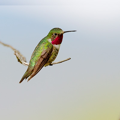 Hummingbird-Broad-Tail 